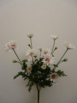 DAISY SPRAY X4 68CM LL