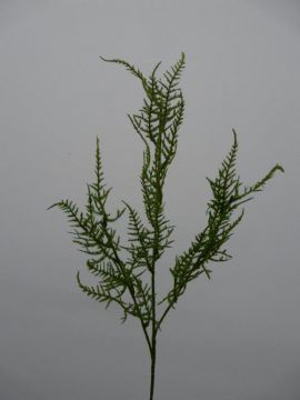 FOGLIA ASPARAGUS 70CM GR