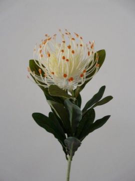 LEUCOSPERMUM SPRAY 67CM CR