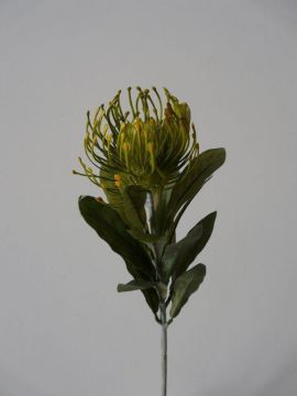 LEUCOSPERMUM SPRAY 67CM GR