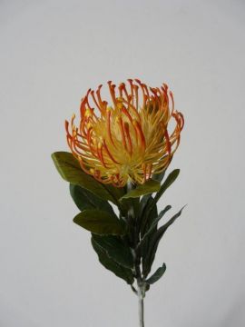 LEUCOSPERMUM SPRAY 67CM OR